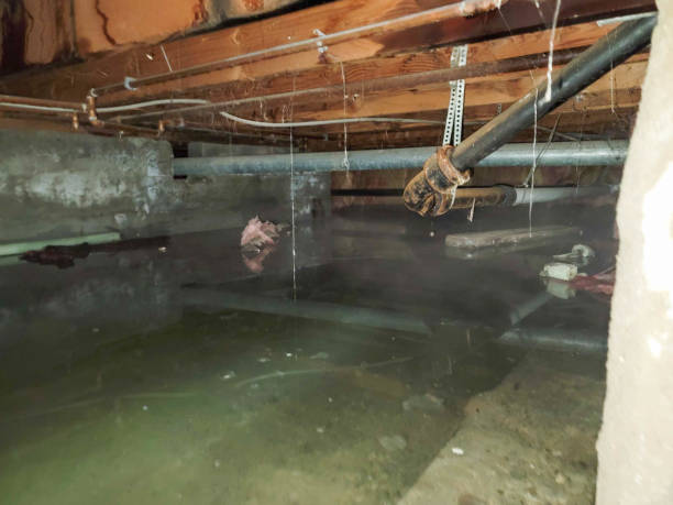 Best Mold removal after water damage  in Wood Village, OR
